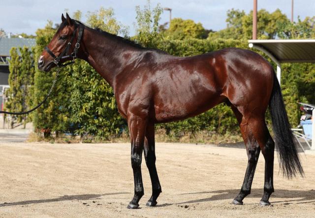 【チャンピオンズC】ジュンライトボルト85点　肩が分厚いダート仕様の馬体