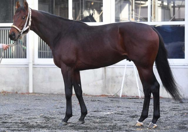 【チャンピオンズC】グロリアムンディ80点　ボリュームある肩と分厚い首