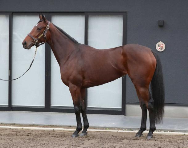 【阪神JF】サンティーテソーロ80点　首周りにボリュームも一戦ごとに馬体重が…