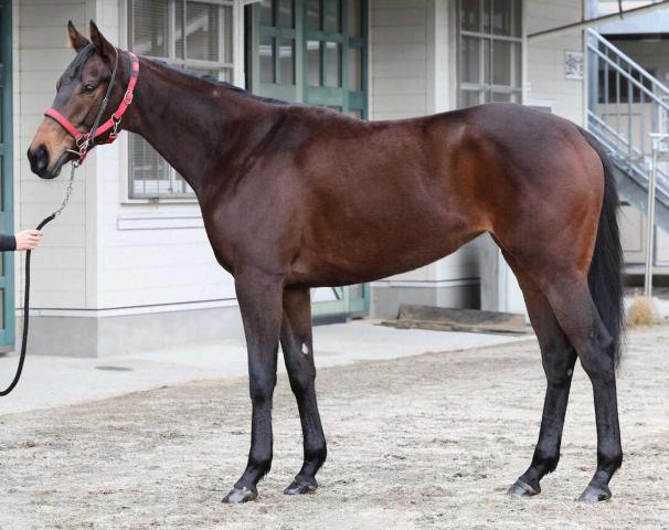 【阪神JF】キタウイング80点　余裕ある立ち姿もトモにもっとパワーを