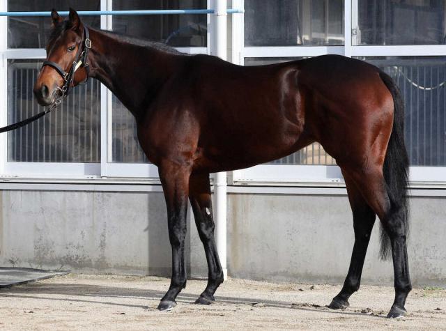 【阪神JF】ドゥアイズ85点　筋肉バランス良好　脚長のアカ抜けた馬体