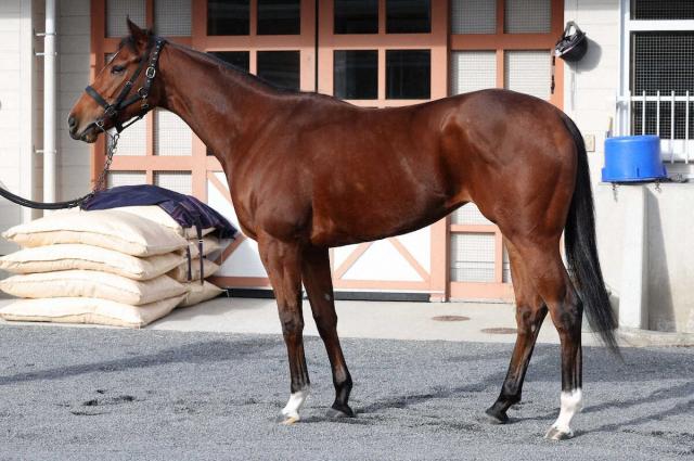 【阪神JF】ブトンドール85点　厚手のトモがっちり短距離体形