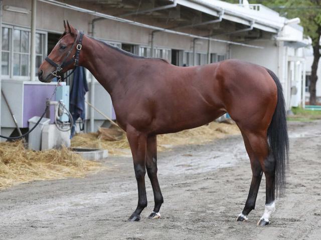 【阪神JF】リバーラ85点　軽量馬の割に体ふっくら見せる