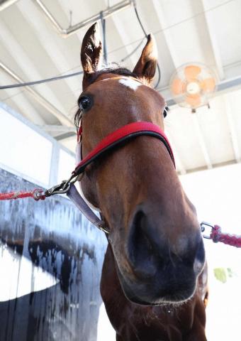 阪神ジュベナイルフィリーズ(G1)枠順】ラヴェルは8枠18番