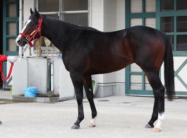 【朝日杯FS】フロムダスク80点　トモの分厚い筋肉に迫力
