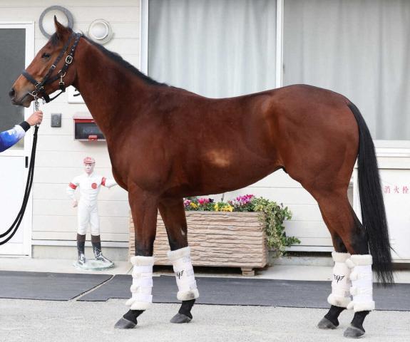 【朝日杯FS】ダノンタッチダウン100点　翔ぶがごとき加速力　戦闘態勢整った!