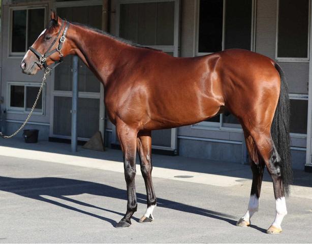 【朝日杯FS】オールパルフェ95点  一戦ごとに馬体重増える　アゴっぱりがいい