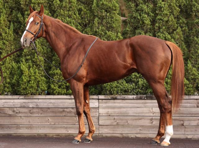 【朝日杯FS】コーパスクリスティ95点　2歳馬とは思えぬ成熟　古馬のようなボリューム