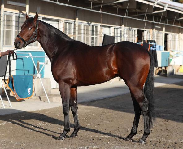 【朝日杯FS】バグラダス90点　毛ヅヤの良さなら一番　短距離体形