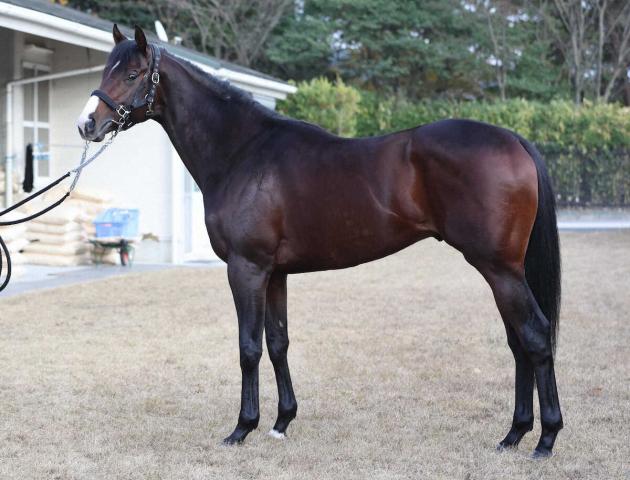 【朝日杯FS】ドルチェモア90点　躍動感あふれる厚い筋肉　最も適した舞台