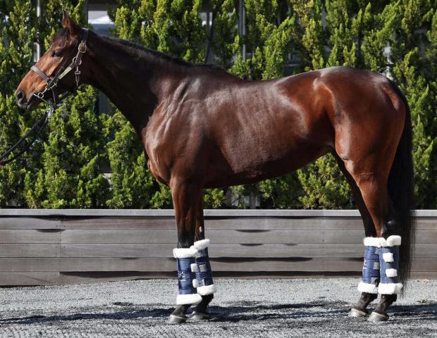 【有馬記念】イズジョーノキセキ80点　首から肩、胸前にかけてのボリュームは十分