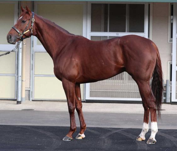 【有馬記念】ブレークアップ80点　しっかり腱が浮き出た丈夫そうな脚