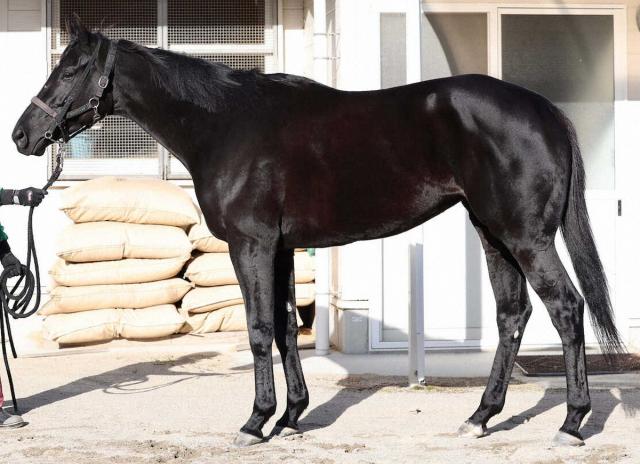 【有馬記念】アカイイト80点　牡馬のようなボリュームあふれる体つき