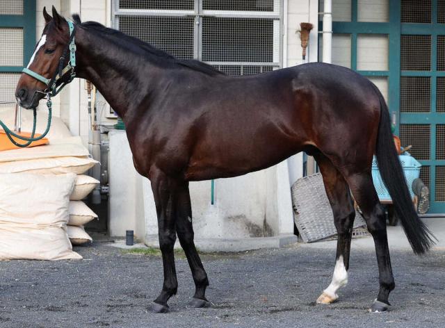 【有馬記念】アリストテレス80点　首から肩を中心にいい筋肉