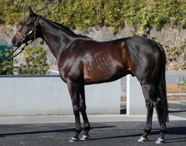 【有馬記念】ラストドラフト80点　キ甲が発達　完成度高い