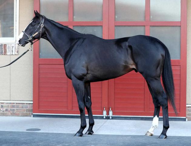 【有馬記念】イクイノックス100点　サンタの力こぶ　驚きのトモ進化