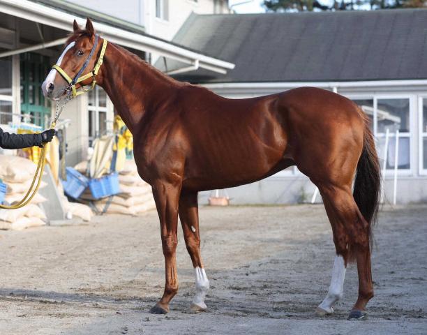 【有馬記念】ボルドグフーシュ85点　肩やトモの張りは菊花賞以上