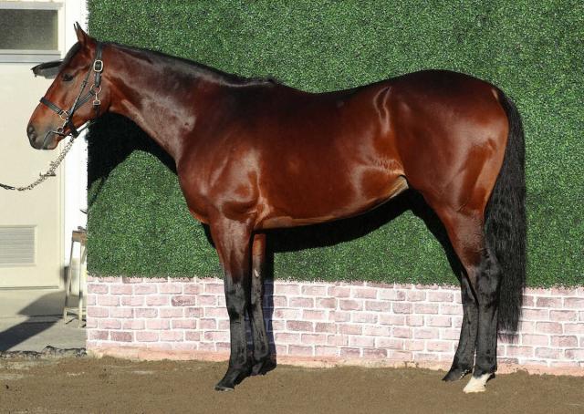 【有馬記念】エフフォーリア85点　3歳時の張りにはあと一歩