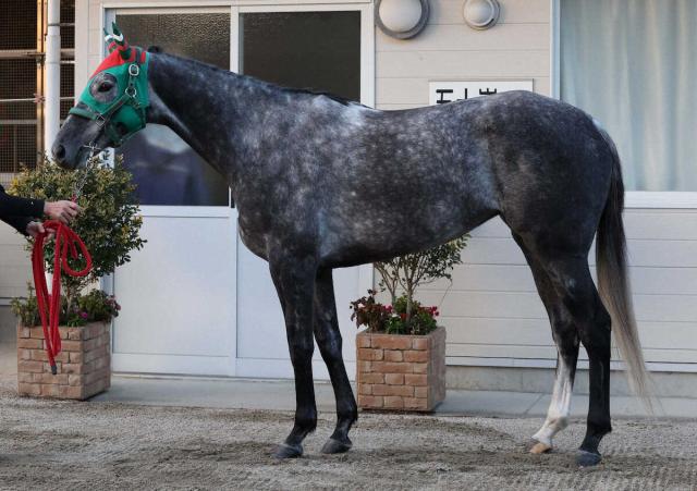 【有馬記念】ウインマイティー80点　リラックスした立ち姿は気性の成長?闘争心不足?