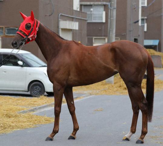 【フェブラリーS】スピーディキック95点　地方から偉業へ　細身でシャープまるでカミソリ