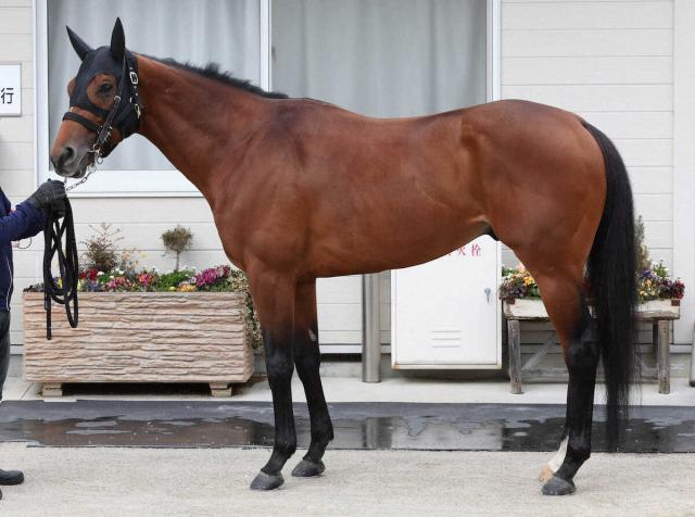 【フェブラリーS】レッドルゼル80点　休養明けで腹周りに余裕