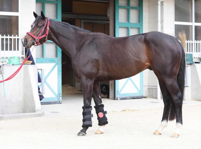 【フェブラリーS】ドライスタウト75点　馬体は成長途上の4歳馬