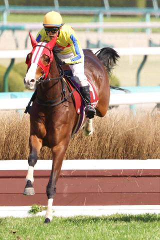 【阪神スプリングJ】ジェミニキングが重賞初制覇　ポスト・オジュウチョウサンに名乗り　15年目の小野寺祐太騎手も重賞初V