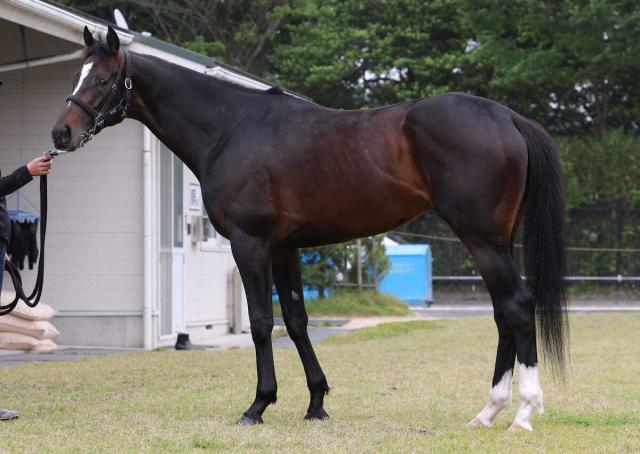 【日本ダービー】ショウナンバシット85点　皐月賞時より目つきが鋭くなっている