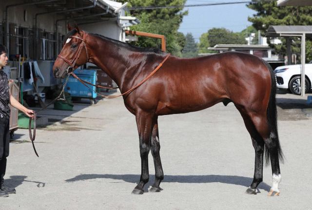 【日本ダービー】タスティエーラ95点　気性が成長　大人びた目つき