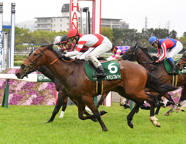 ディスクリートキャット病死　２０歳　重賞２勝馬オオバンブルマイの父
