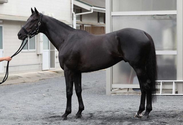 【宝塚記念】ヴェラアズール80点　芝&ダートの二刀流は復活Vへ毛ヅヤ良好