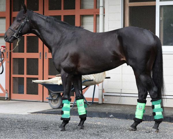 【宝塚記念】ジャスティンパレス95点　切れ味とスタミナ兼備　疲れを残さない馬体