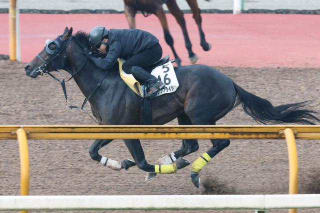 【注目馬動向】コリアカップを圧勝したクラウンプライドがJBCクラシックを見送りへ　疲れや間隔などを考慮