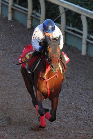 有馬記念予想・サイン馬券】今年のサイン馬券はある？『クリスマス