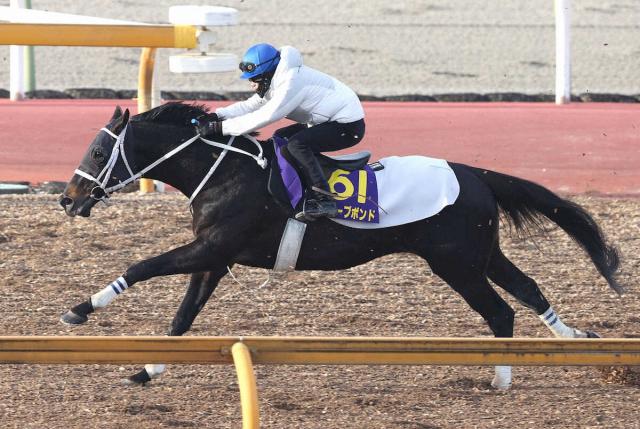 【有馬記念】ディープボンド　馬っぷり良く出来上々、大久保師「力を出せる状態」