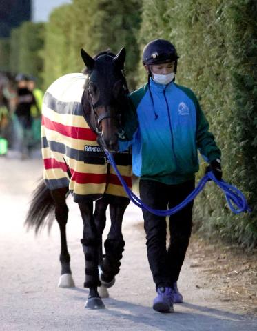 【有馬記念】G1初制覇を狙うプラダリアは坂路で集中した走り　池添調教師「やれることはやりました」