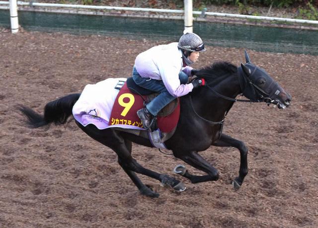 阪神JF5着のシカゴスティングはフィリーズレビューへ