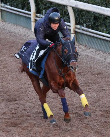 【根岸S】サンライズフレイム　坂路で反応抜群　石坂師「態勢は整った」