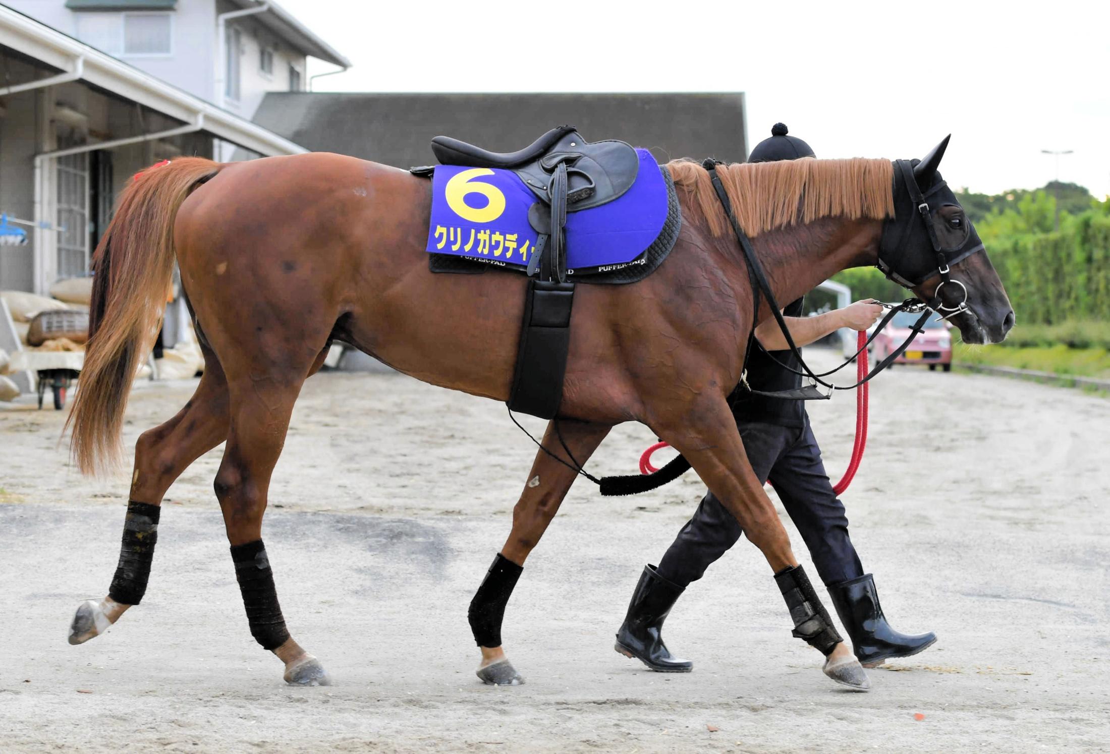 G１ 高松宮記念 ナランフレグ スポニチ gallop 抽プレ 直筆サイン 丸田 騎手 武豊 ルメール - 競馬