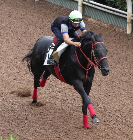 【CBC賞】グレイトゲイナー　坂路で1番時計、陣営「暑い時季や中京も合うので楽しみ」