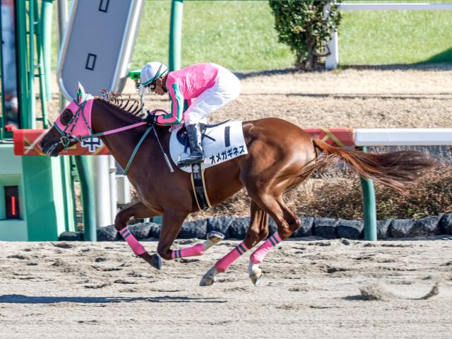 【シリウスS予想オッズ】オメガギネスが予想1番人気