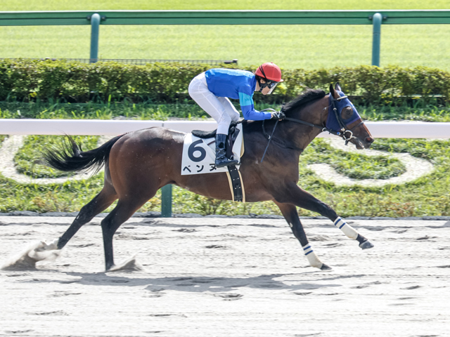 【メイクデビュー東京4Rレース後コメント】ベンヌ田辺裕信騎手ら