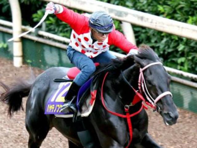 【菊花賞】ハヤテノフクノスケが青森産馬48年ぶり制覇へ　ワールドファーム・村上薫さん「青森の馬産が再び盛り上がれば」