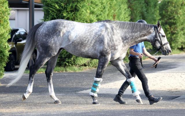 ケイエスミラクルの軌跡 天まで駆け抜けた『奇跡』の快速馬/名馬列伝 | 競馬まとめ - netkeiba