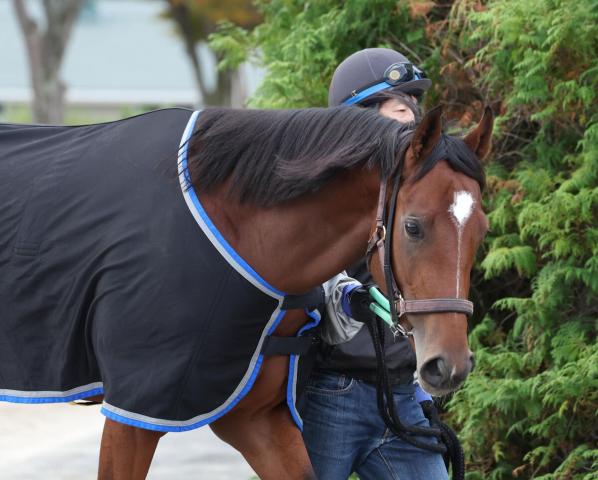 競馬ファンが選ぶ「思い出の有馬記念」は？（アンケート投票終了）【投票締切2022年12月26日11:59まで】 | 競馬まとめ - netkeiba