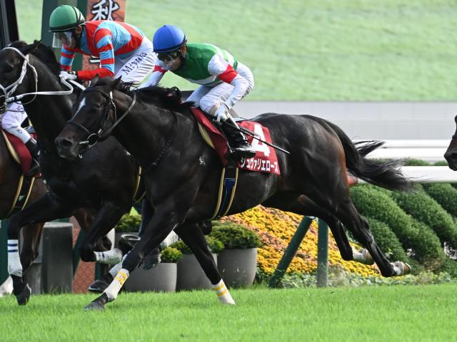 【ステイヤーズS予想オッズ】シュヴァリエローズが予想1番人気