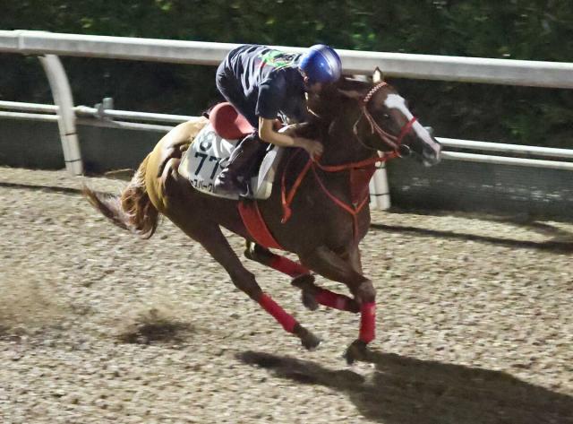サウジG2選出ジャスパークローネ、テンハッピーローズなど関西馬3頭が招待受諾