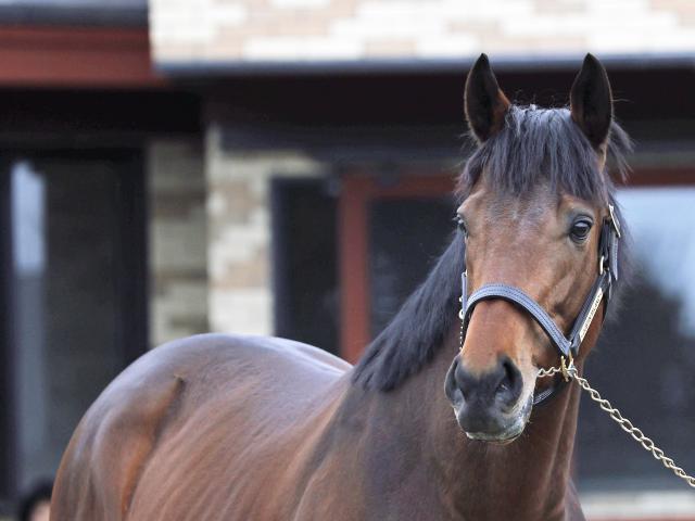 新種牡馬ジャスティンミラノなどお披露目 ブリーダーズSSで種牡馬展示会