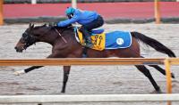  【注目馬動向】オーサムリザルトはBCディスタフ最大目標　ソウルラッシュはドバイ招待受諾も遠征は中山記念の結果次第