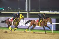  【ドバイＷＣデー諸競走】ウシュバテソーロ　世界最高峰レースで集大成へ　得意の中東の地で調子は上向き
